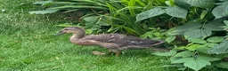 Ducks poultry for sale: Trio of Indian runner ducks - Advert 7