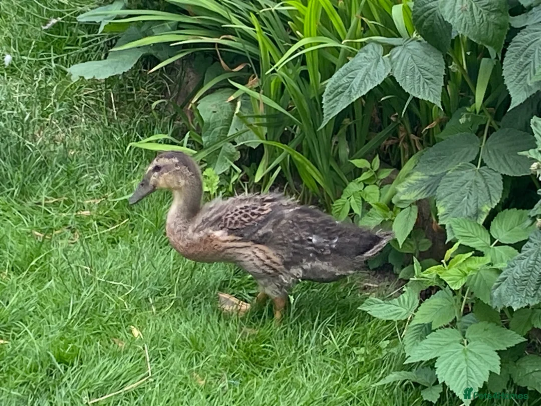Ducks poultry for sale: Trio of Indian runner ducks - Advert 7