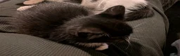 Mixed Breed cats for sale: 9 week old male kitten - Advert 4