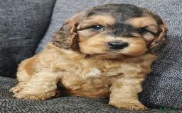 Cockapoo dogs for sale: Stunning Quality F1 Chocolate sable Cockapoo pups - Image 7