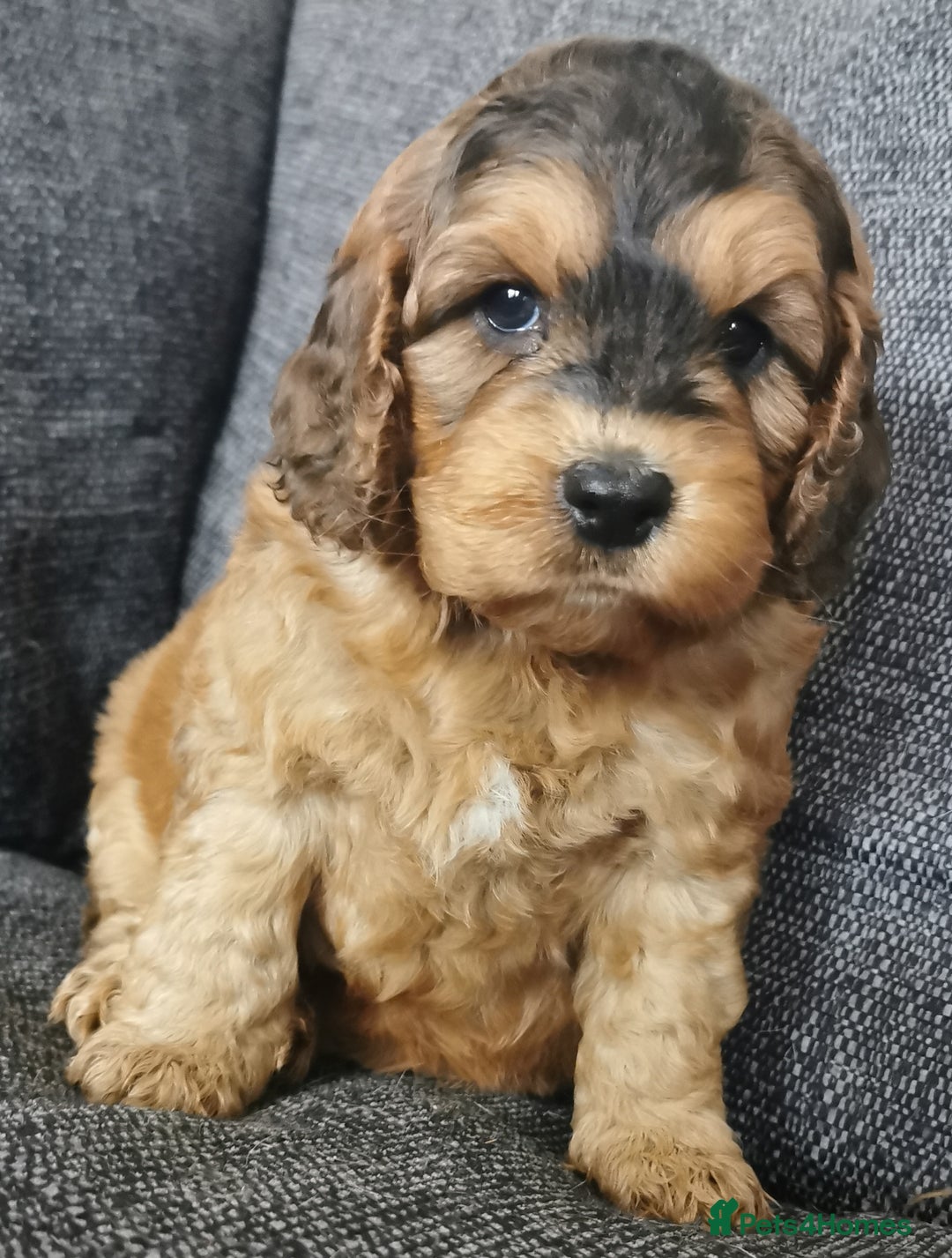 Cockapoo dogs for sale: Stunning Quality F1 Chocolate sable Cockapoo pups - Image 7
