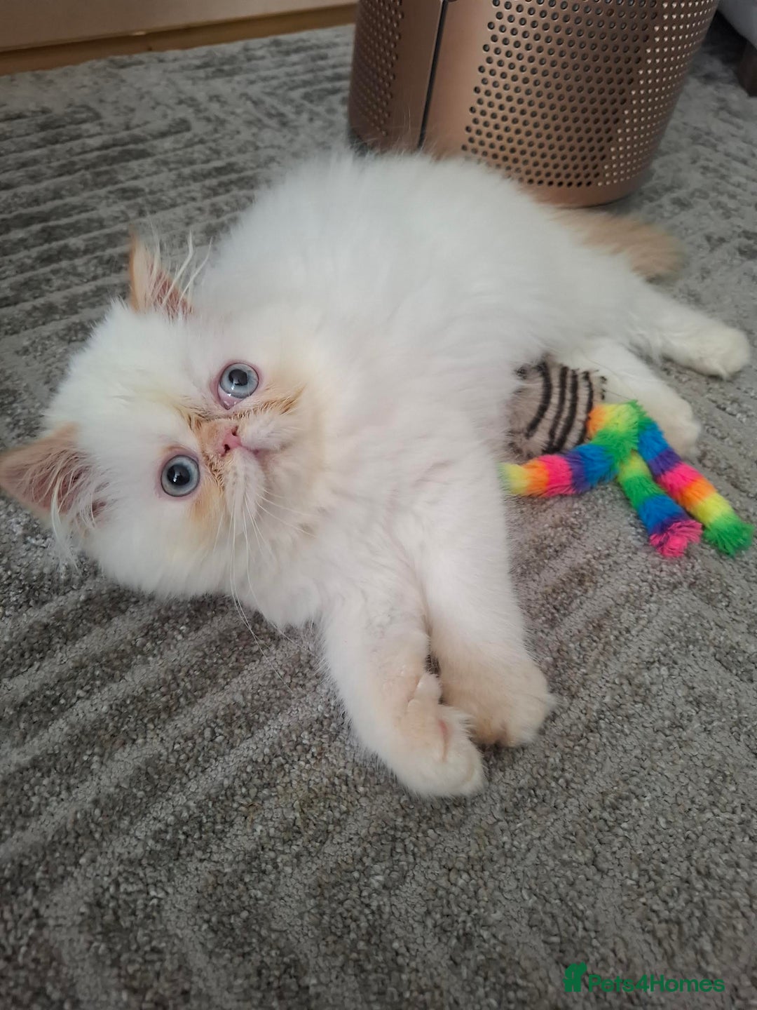 Persian cats for sale: Persian Himilayan Kittens For Sale GCCF Registered - Image 3