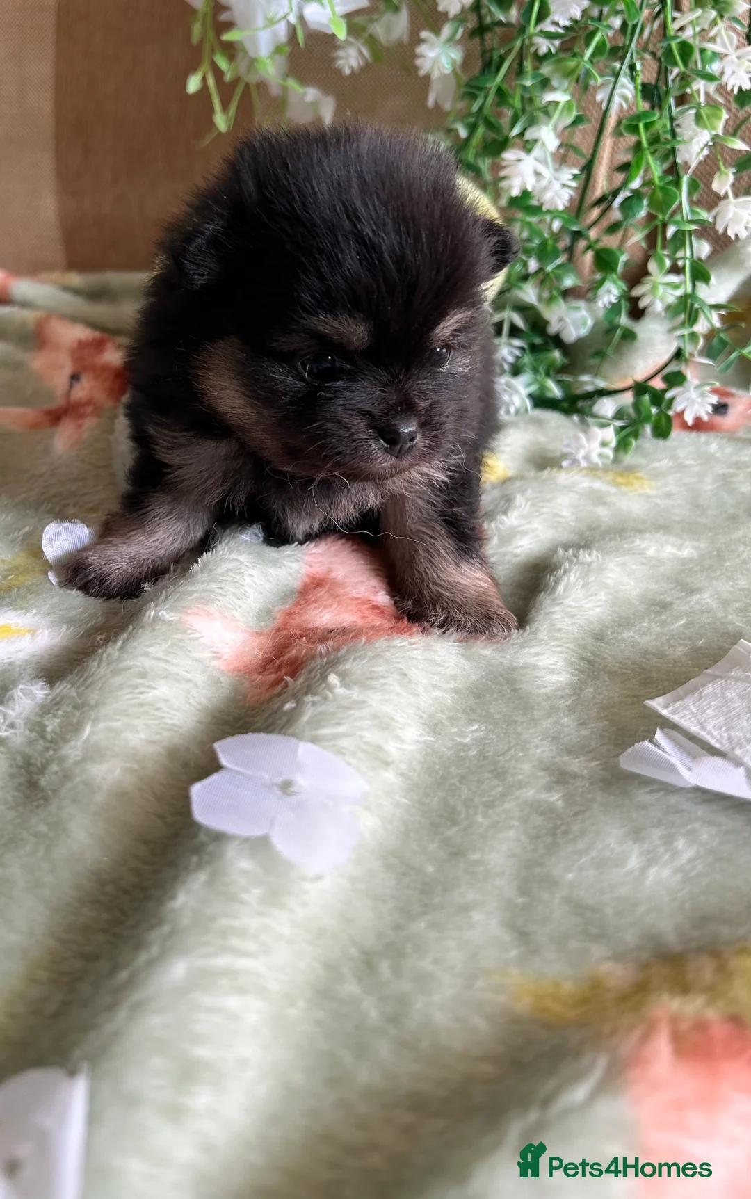 Pomeranian dogs for sale: Rainbow litter all different colors and markings  - Advert 18
