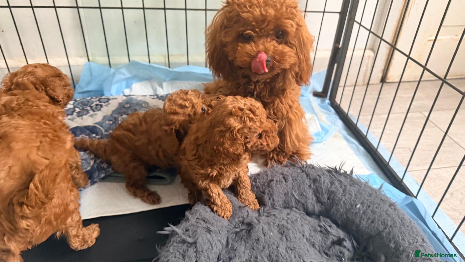 Toy Poodle dogs Asian Toy Poodle  - Advert 2