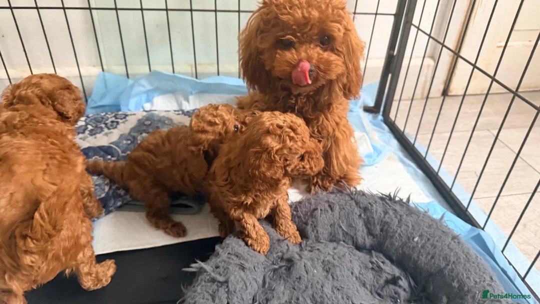 Toy Poodle dogs for sale: Asian Toy Poodle  - Advert 1