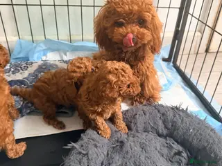 Toy Poodle dogs Asian Toy Poodle - Advert 1