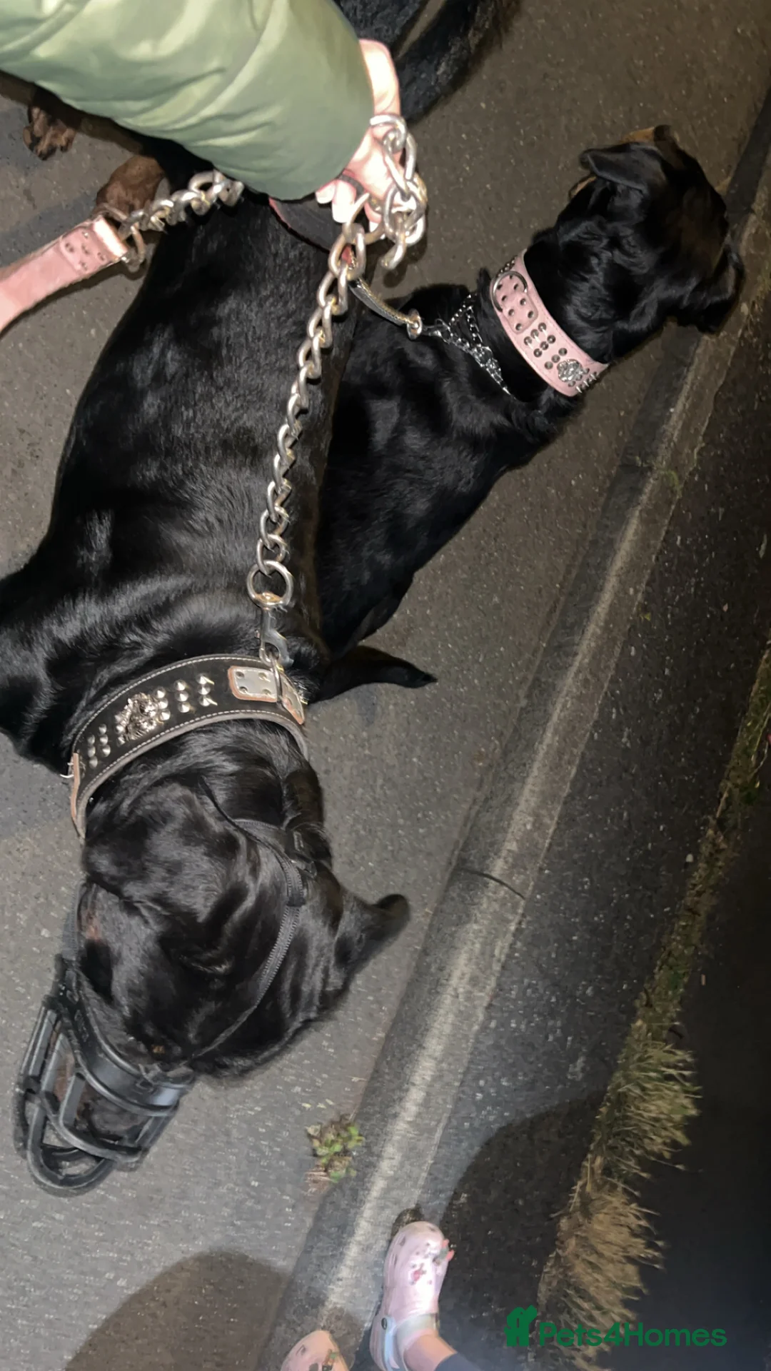 Rottweiler dogs for stud: Rottweiler stud  - Advert 9