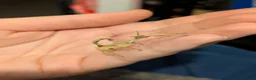 Stick Insects invertebrates for sale: Baby Macleay's Spectre Stick Insects - Advert 3