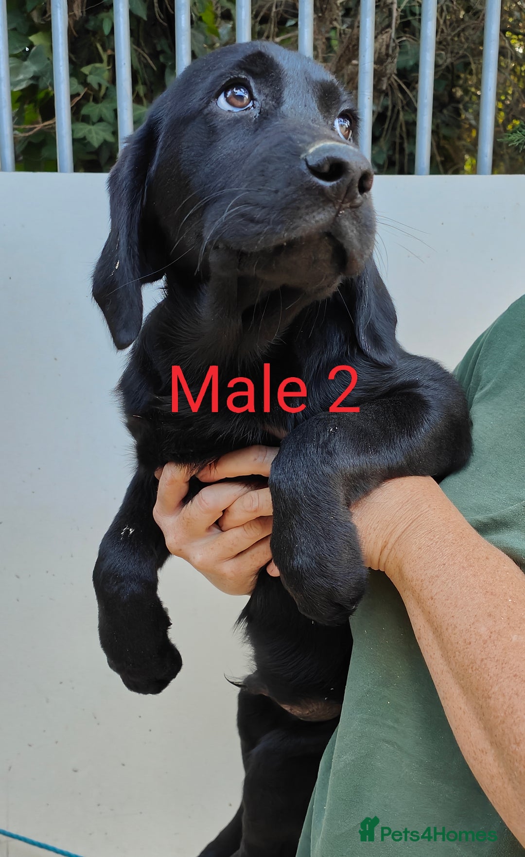 Goldador dogs for sale: Lovely Goldendor / Goldador Puppies - Image 5