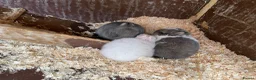 Netherland Dwarf rabbits for sale: Cute, cuddly Netherland Dwarf bunnies  - Advert 10