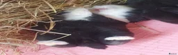 Dwarf Lop rabbits for sale: Beautiful Holland lops  - Advert 5