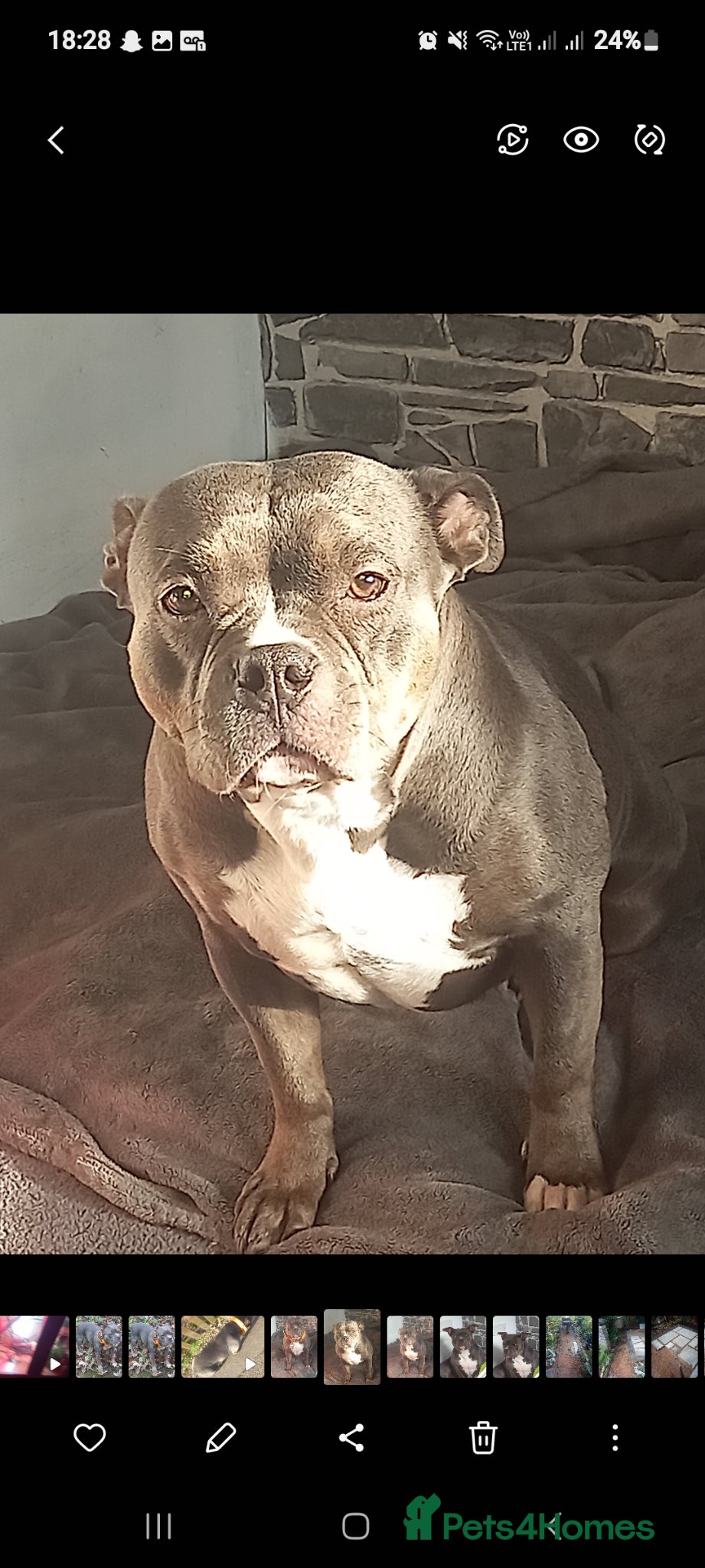 American Bully dogs for sale: Abkc reg platinum/champion pocket bullies - Advert 18