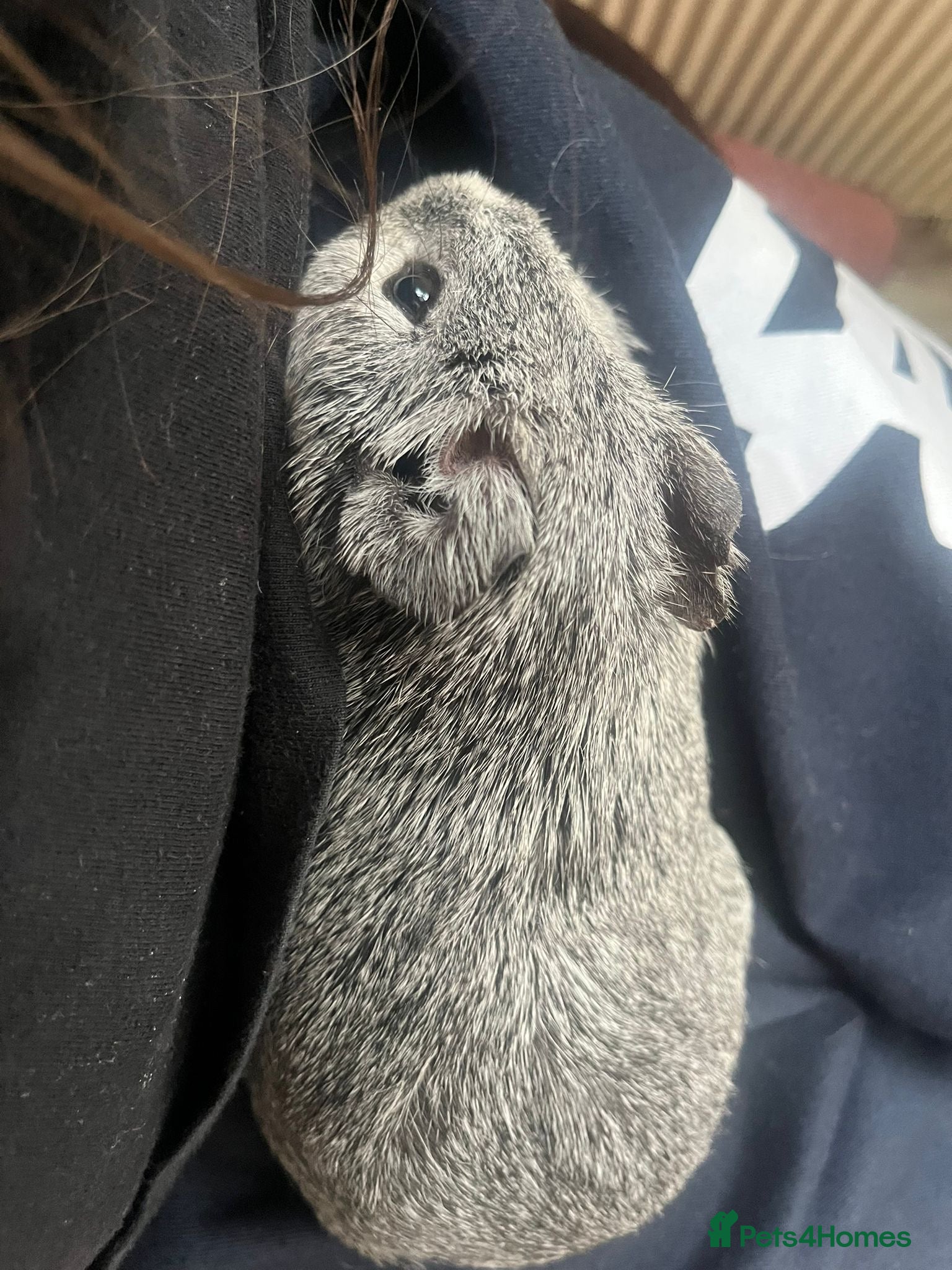 Guinea Pig rodents Guinea pig/ male / grey  - Advert 4