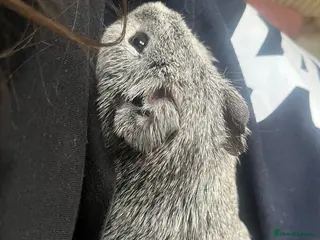 Guinea Pig rodents Guinea pig/ male / grey - Advert 6