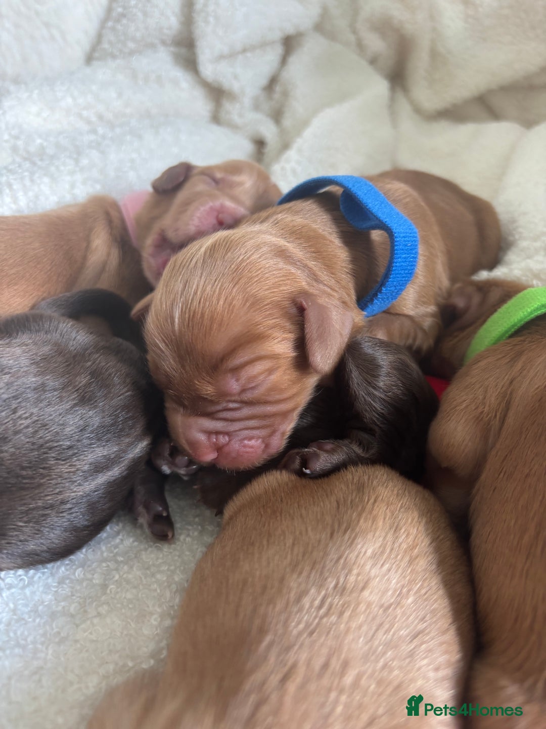 Cocker Spaniel dogs for sale: Beautiful KC working cocker spaniel puppies.  - Image 4