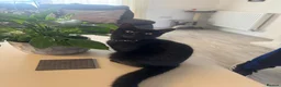British Shorthair cats for sale: Kittens make and female  in Greenhithe - Advert 1