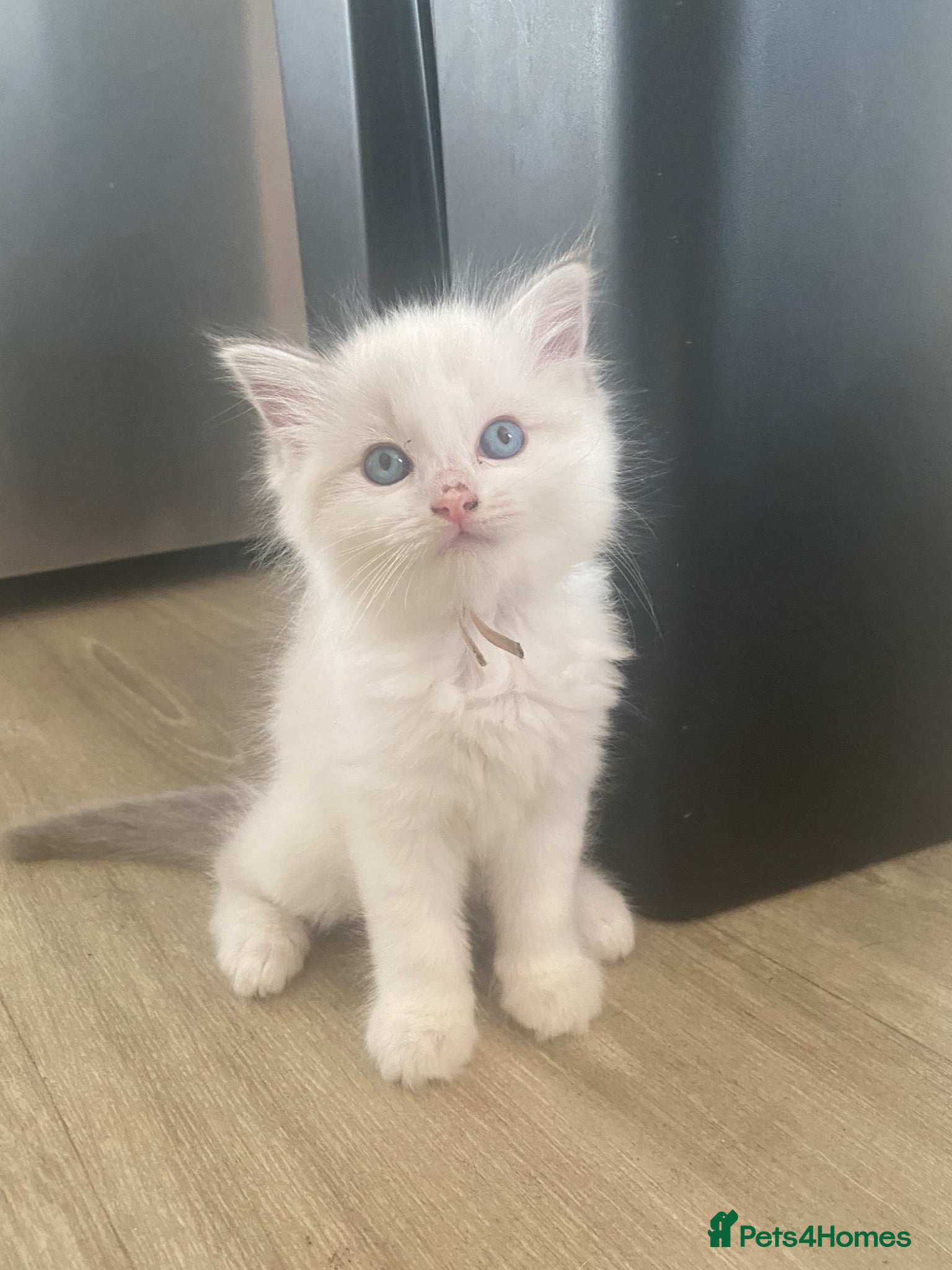 Ragdoll cats for sale: Blue lynx bi colour Ragdolls - Advert 1