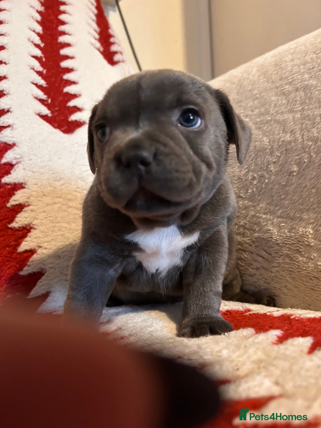 Staffordshire Bull Terrier dogs for sale: Stunning KC Reg 5 gens Blue Staffies - Advert 10