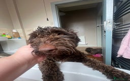 Cockapoo dogs for sale: 2 Year old Chocolate boy for rehoming - Image 9