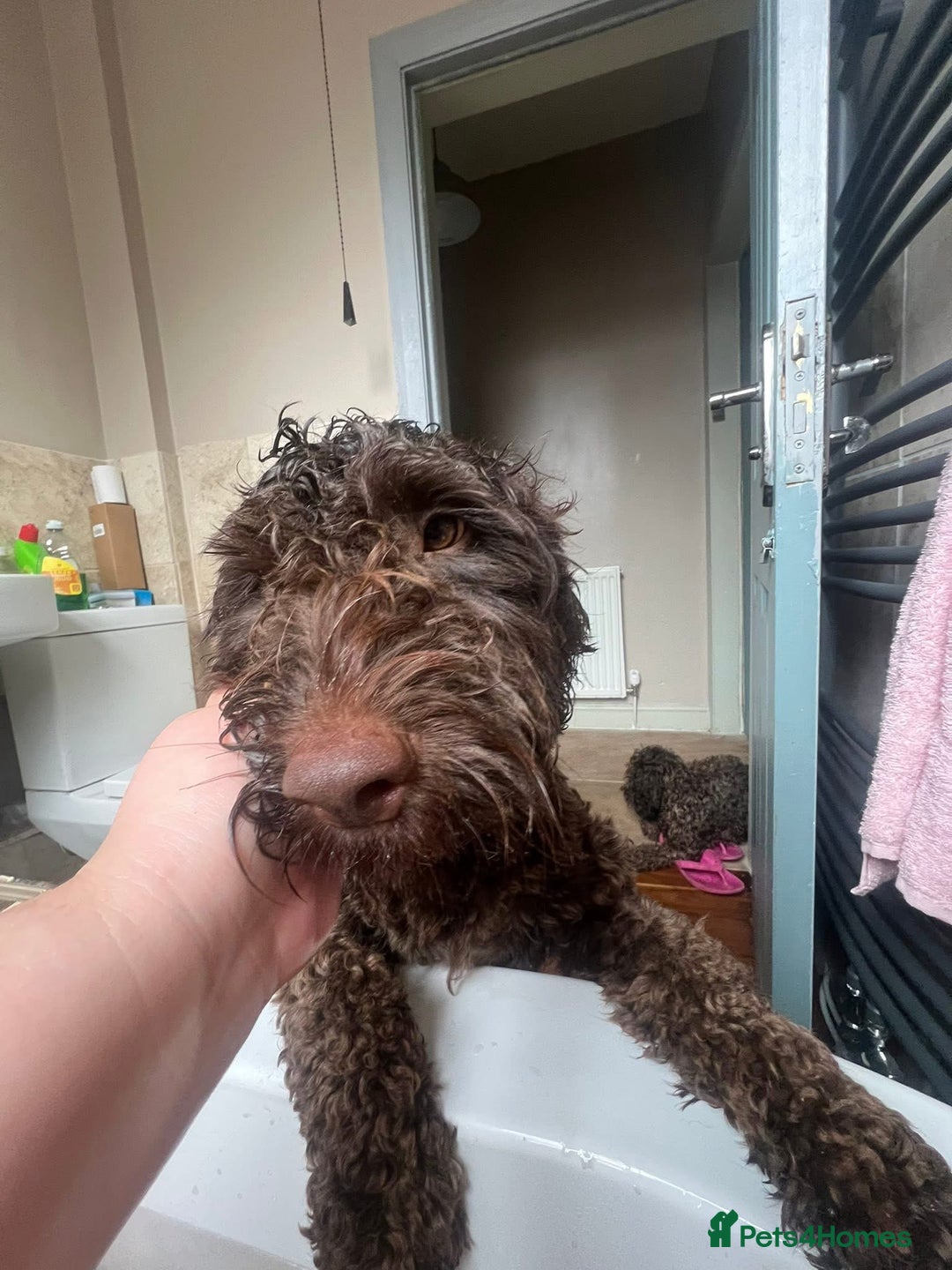 Cockapoo dogs for sale: 2 Year old Chocolate boy for rehoming - Image 9