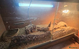 Gecko reptiles for sale: Breeding pair leopard geckos  - Image 3