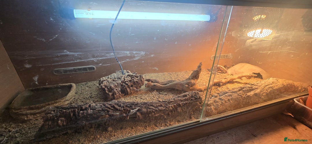 Gecko reptiles for sale: Breeding pair leopard geckos  - Image 3