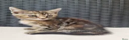 Maine Coon cats for sale: Beautiful 3/4 Maine Coon cross Kittens - Advert 18