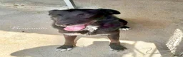 Mixed Breed dogs for adoption: Benjamin, 8-10 yrs. Available for adoption. in Brixham - Advert 5