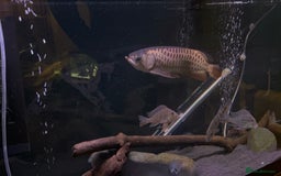 Other/Mixed Breed fish for sale: Malaysian Arowana - Image 4