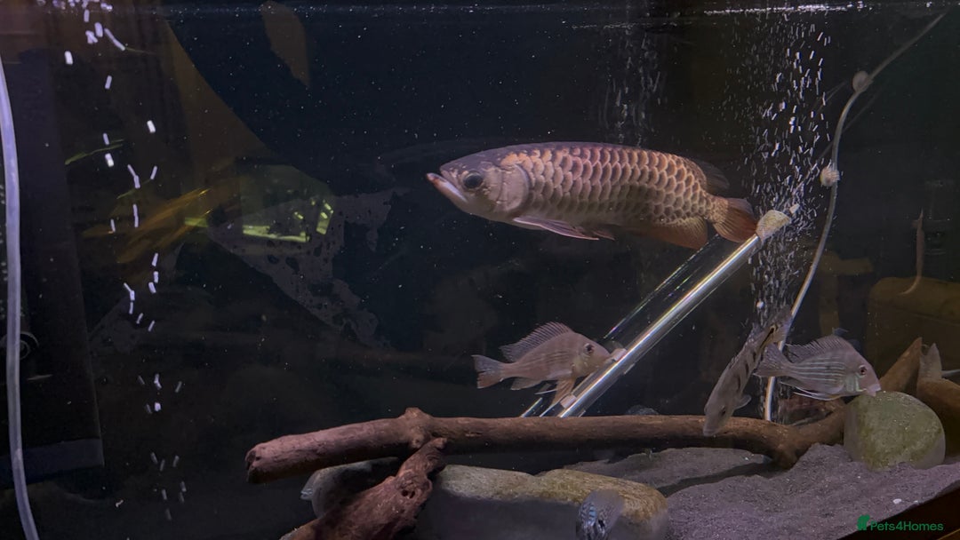 Other/Mixed Breed fish for sale: Malaysian Arowana - Image 4