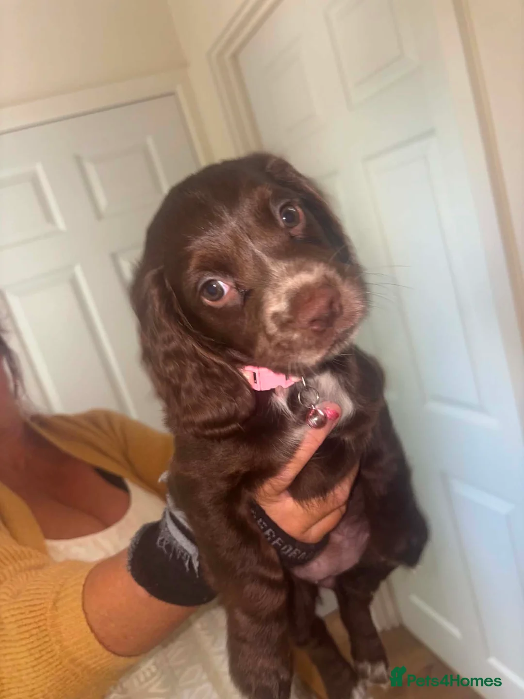 Cocker Spaniel dogs for sale: Cocker Spaniel Puppies in Coventry - Advert 1