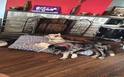 Golden Retriever dogs for sale: Border collie/ saluki mix  - Image 3