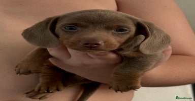 Dachshund dogs - Advert 4