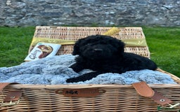 Labradoodle dogs for sale: 🐶 Adorable Labradoodle Puppies for Sale! 🐶 - Image 5