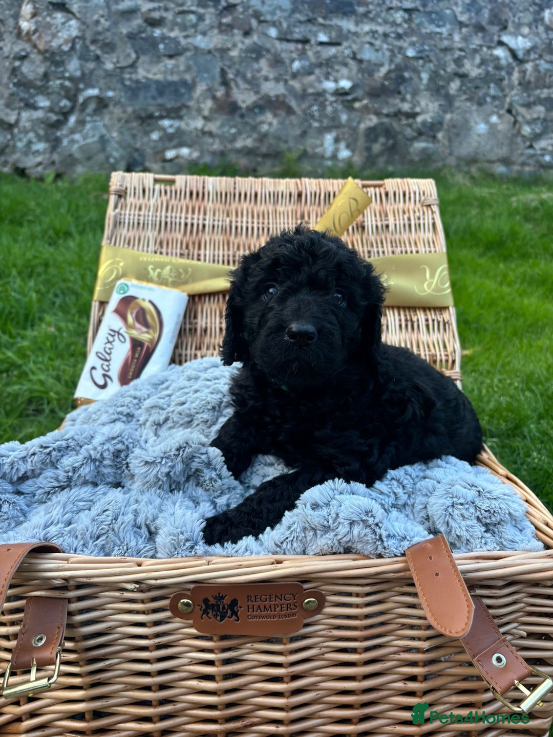 Labradoodle dogs for sale: 🐶 Adorable Labradoodle Puppies for Sale! 🐶 - Image 5