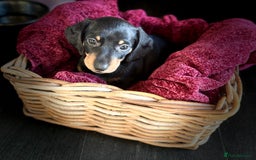 Dachshund dogs for sale: Beautiful dachshund puppies - Image 22