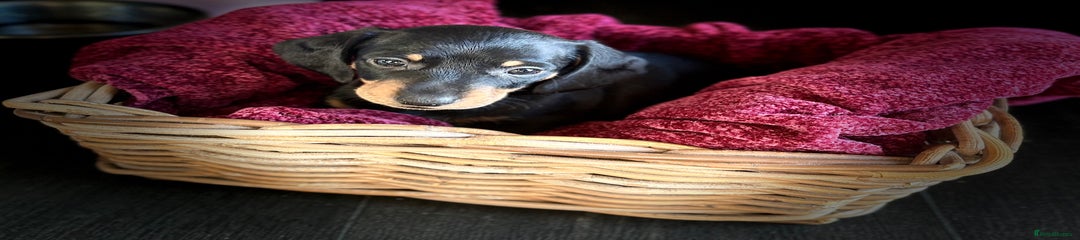 Dachshund Puppy 6