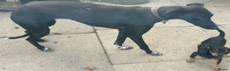 Mixed Breed dogs for sale: Black male greyhound - Advert 7