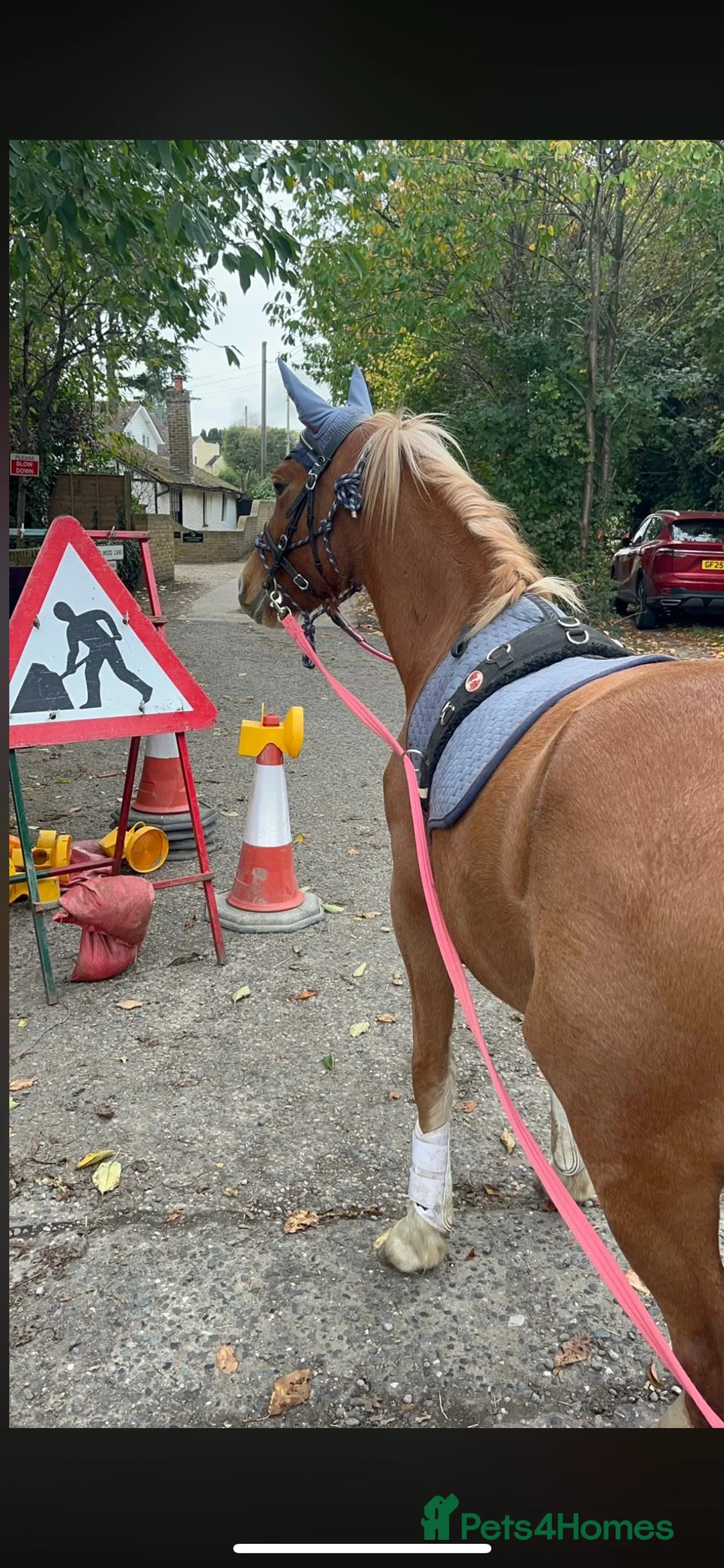 Welsh Section B horses for sale: ELSA🧡 - Advert 3