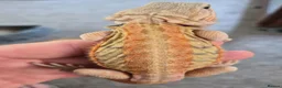 Bearded Dragon reptiles for sale: Bearded dragon babies  - Advert 2