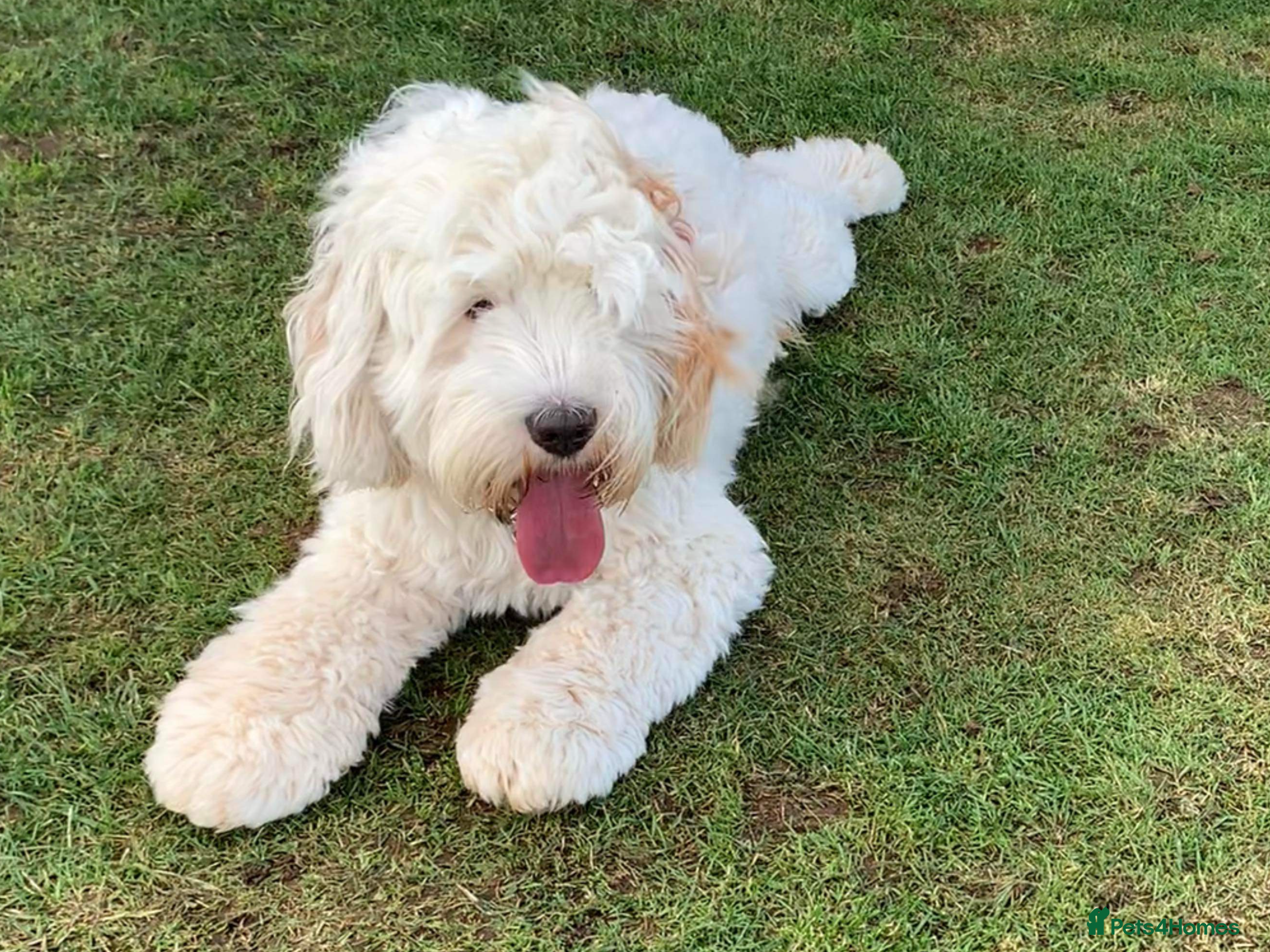 Australian Labradoodle dogs Miniature Australian Labradoodle (Health Tested) in Alford - Advert 1