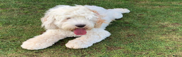 Australian Labradoodle dogs for stud: Miniature Australian Labradoodle (Health Tested) in Alford - Advert 1