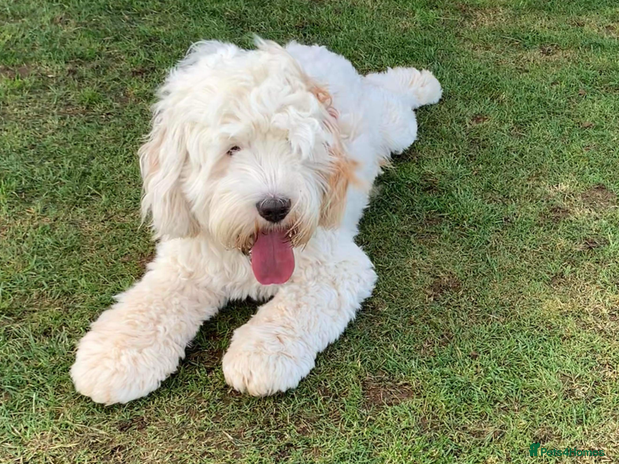 Australian Labradoodle dogs in Alford - Advert 1