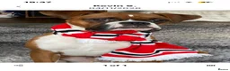Boxer dogs for sale: Beautiful Boxer Puppies - long tailed boys/girls - Advert 10
