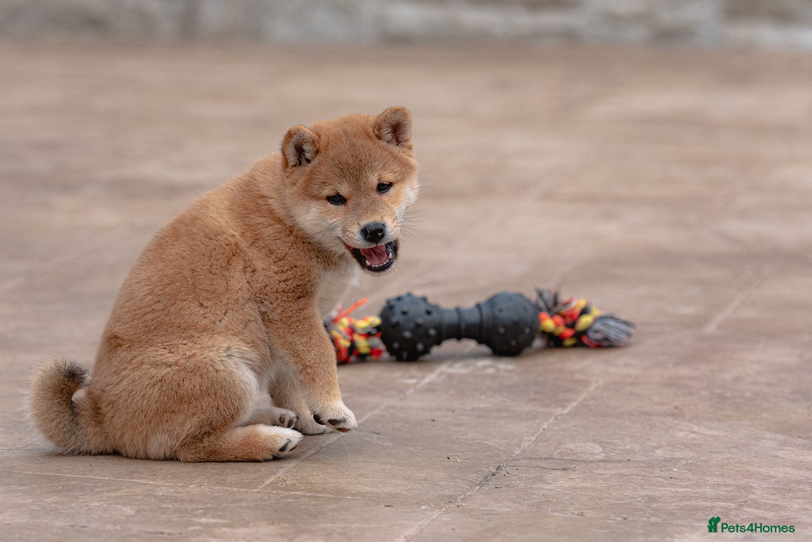 Japanese Shiba Inu dogs “Last but not least.” Beautiful girl cancelation  - Advert 4