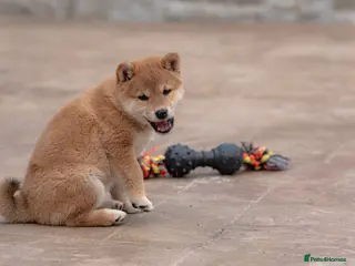 Japanese Shiba Inu dogs “Last but not least.” Beautiful girl cancelation - Advert 4