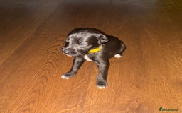 Mixed Breed dogs for sale: Stunning F1 Beddy Whippet Pups — Hearts Will Melt - Advert 23