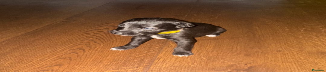 Beddy Whippet 7 💛