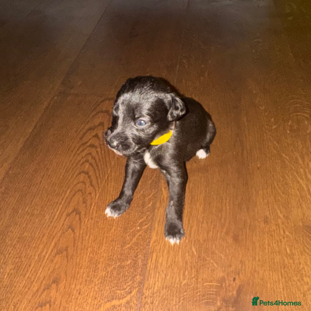 Mixed Breed dogs for sale: Stunning F1 Beddy Whippet Pups — Hearts Will Melt - Advert 23