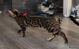 Bengal cats for sale: Intensively socialised bengal kittens - lap cats! in Scunthorpe - Image 8